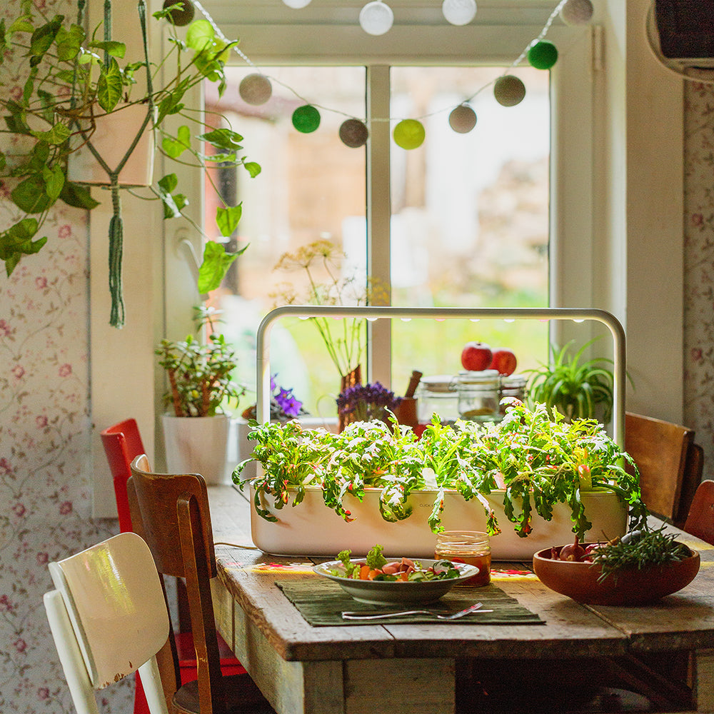 Click & Grow Smart Garden 9 Indoor Kräutergarten Szene Küche Oma